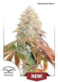 DP Banana Blaze 3ks, fem