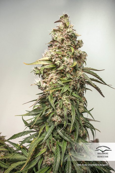 DP CBD Auto Charlotte´s Angel 3ks