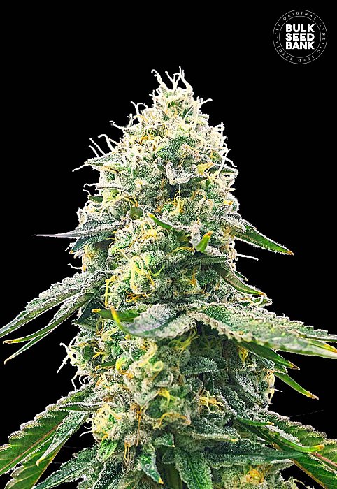 Bulk Seeds Gelato Samba 10ks