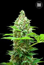 Bulk Seeds Sherbet Power 10ks