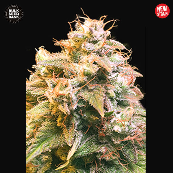 Bulk Guerilla Glue 10ks