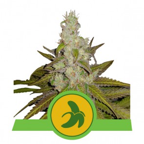 Fat Banana Auto  3ks