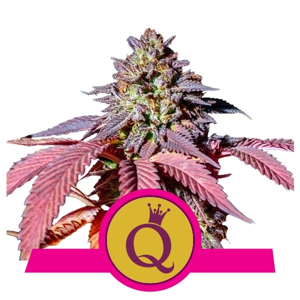 RQS Purple Queen 10ks