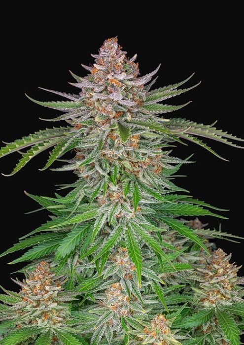 FB Strawberry Pie Auto 1ks