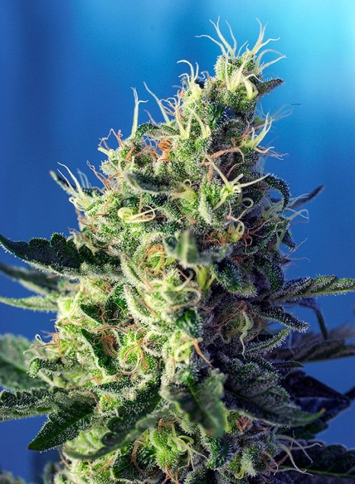 SW Sweet Pure CBD 3ks