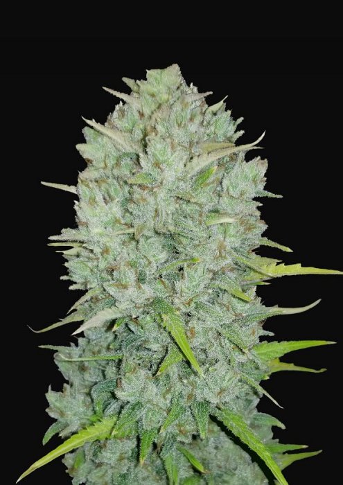 FB Original Northern Light Auto 1ks