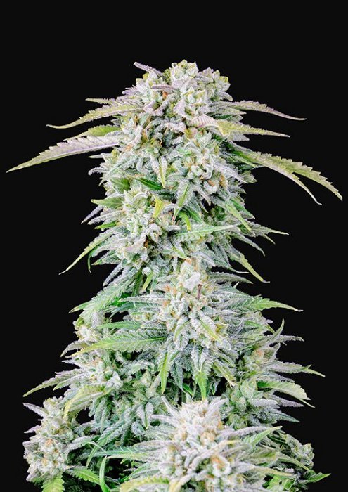 FB Original Afghan Kush Auto 1ks