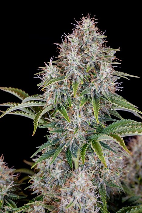 FB Original Cinderella Auto 1ks