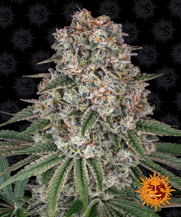 BAR Tropicanna Banana 3ks