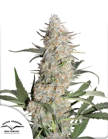 DP Critical Orange Punch 5ks