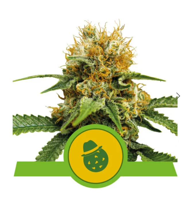 RQS Do-Si-Dos Auto 1ks