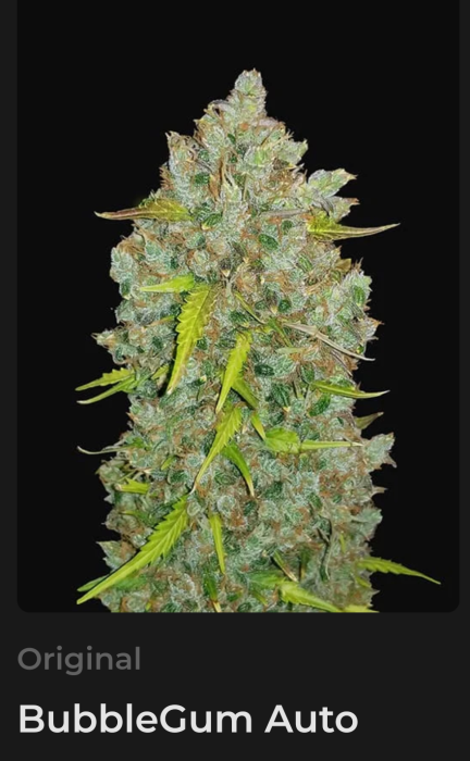 FB Original Bubblegum Auto 3ks