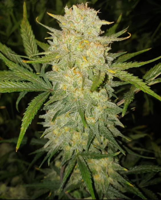 Fb Original Critical Auto 3ks