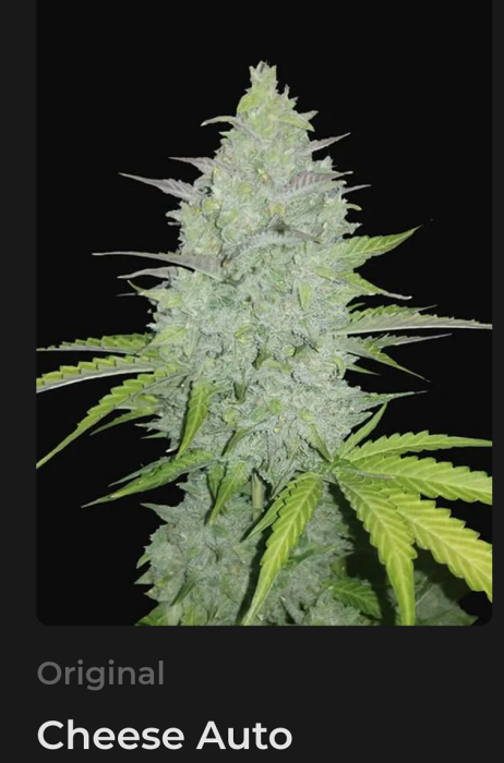 FB Original Cheese Auto 3ks