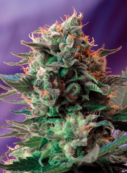 SW Jack 47 F1 Fast, 3ks