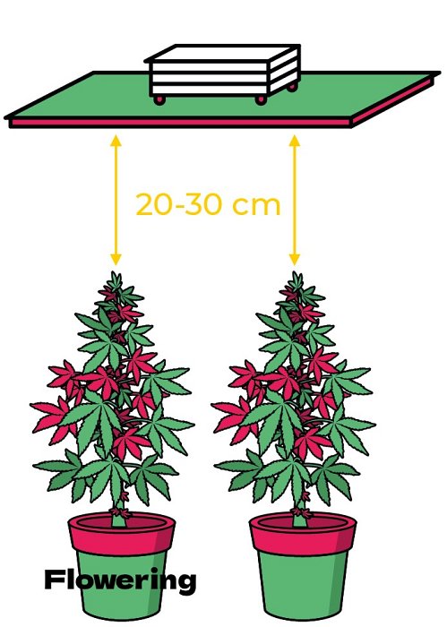LED osvetlenie Jackson NEMESIS 200W full spectrum