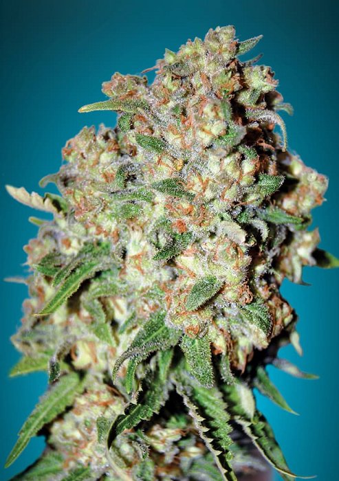 Advanced - Critical  1ks