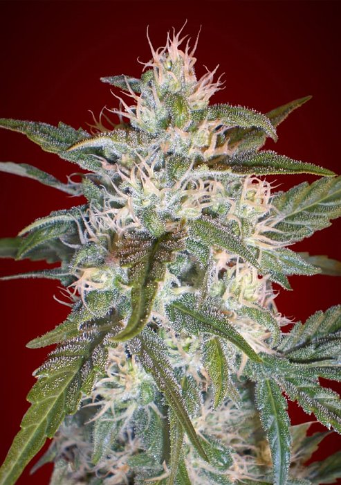 Advanced - Kaya 47 1ks