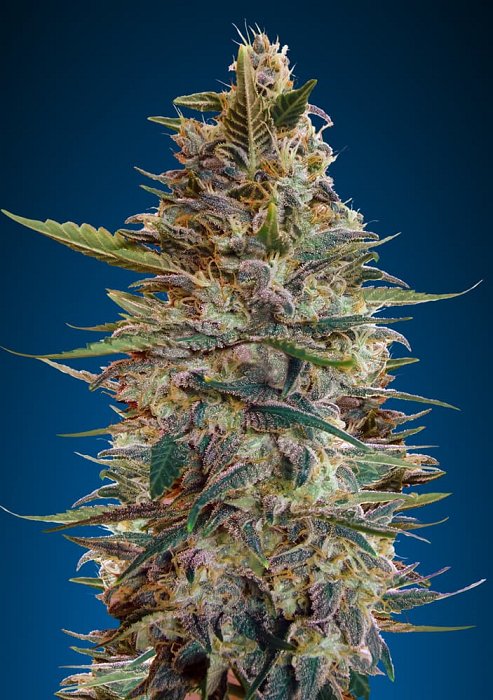 Advanced - Auto Blue Diesel 5ks