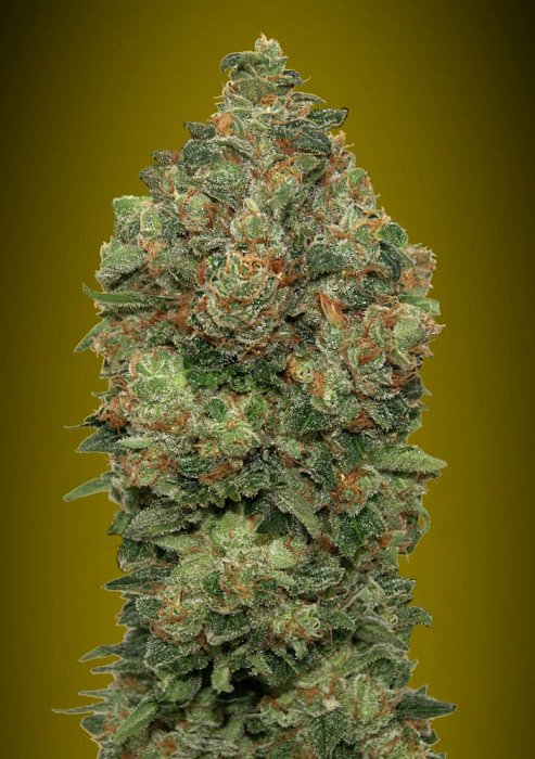 Advanced - Auto Critical Soma 5ks