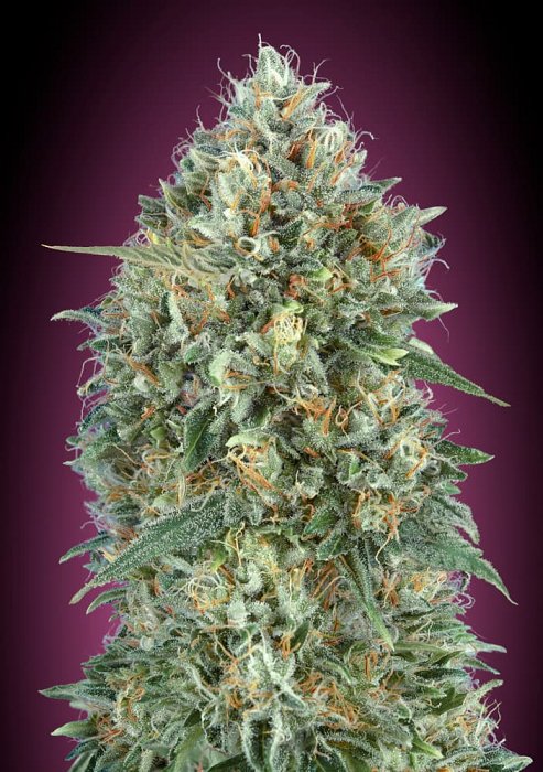 Advanced - Auto Gelato #33, 3ks