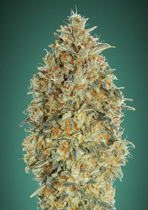 Advanced - Auto Gorilla Blue 3ks