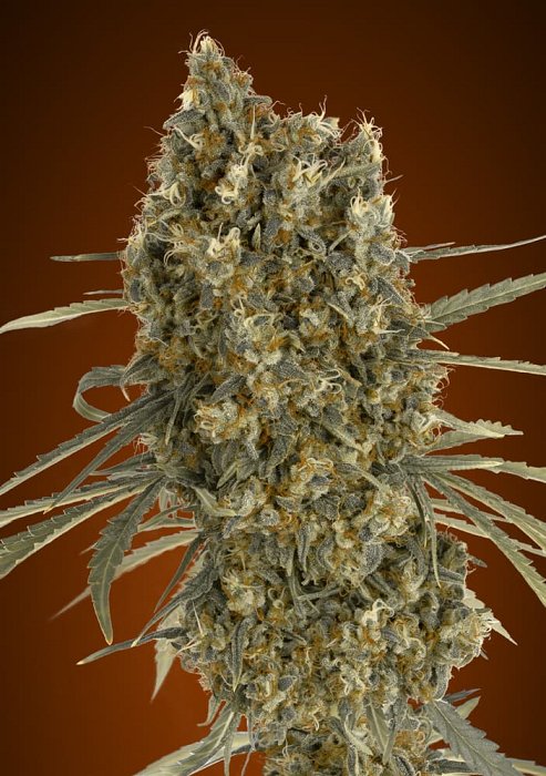 Advanced - Auto Jack Herer 1ks