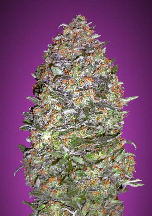 Advanced - Auto New York City Diesel 3ks