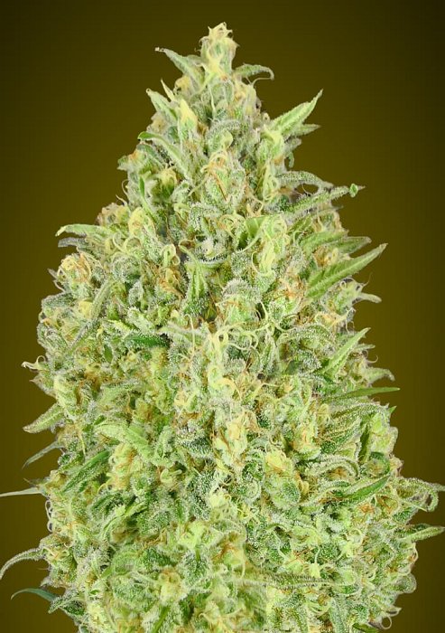 Advanced - Auto Pineapple Glue 1ks