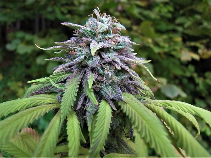 AUTO BUBLÁK 5 ks, feminizovaný AUTOFLOWER