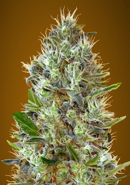 Advanced - Auto Somango 1ks