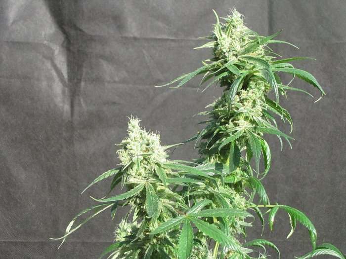 CHOCO MIST 5 ks, feminizované