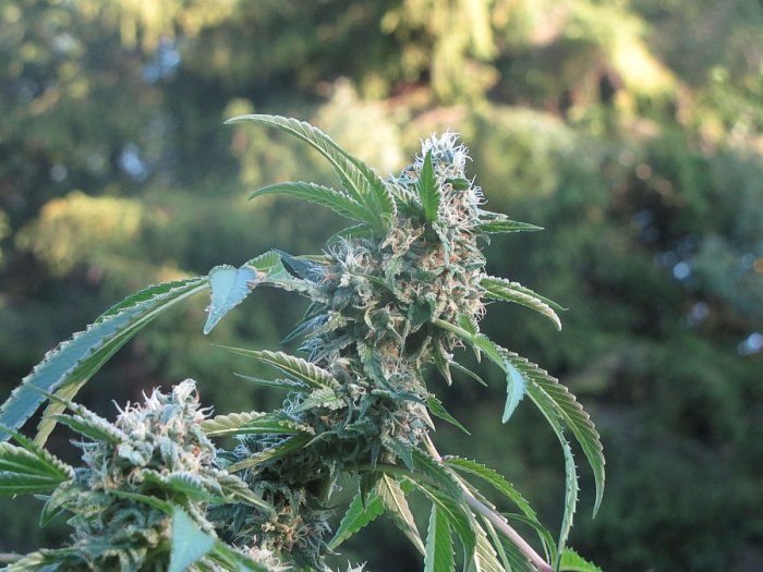 KILLER 5 ks, feminizované