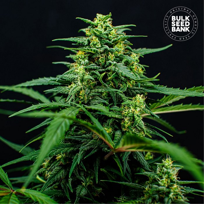 Bulk seed Mimosa  Famosa 5ks