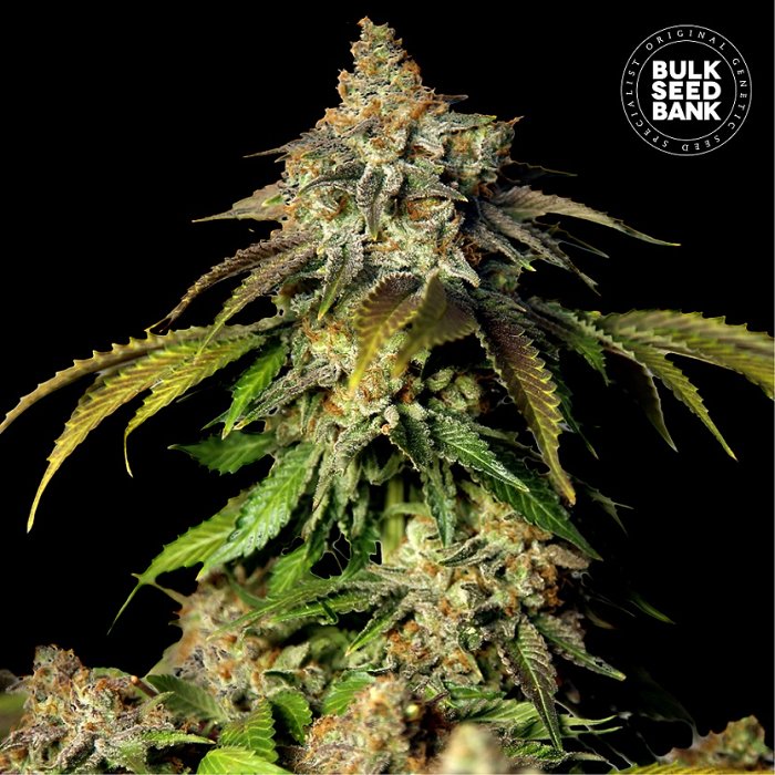Bulk Seeds Auto Bruce  Banner #5, 5ks