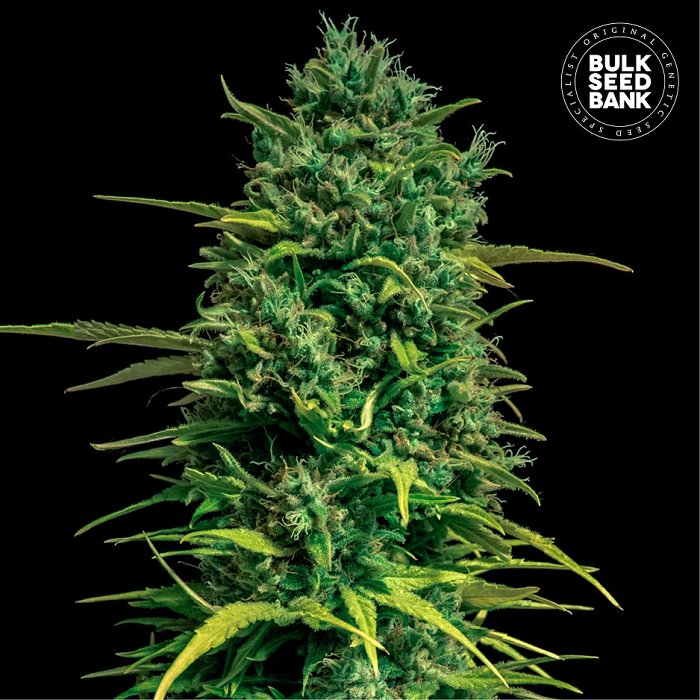 Bulk Seeds Auto Tropical Coconut 5ks