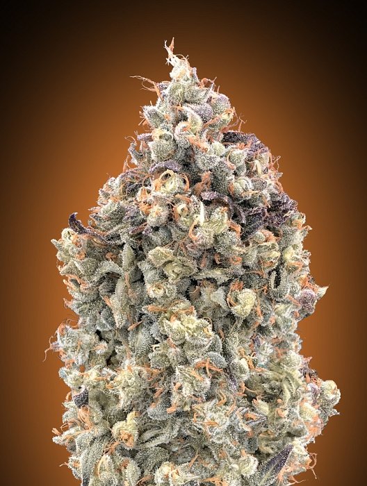 Advanced -  Auto Watermelon OG 1ks