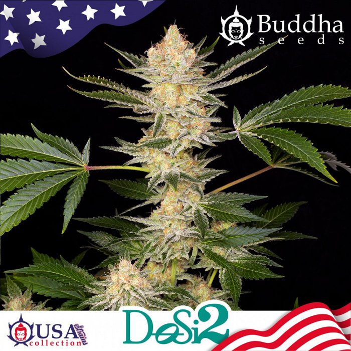Buddha DoSi2 1ks