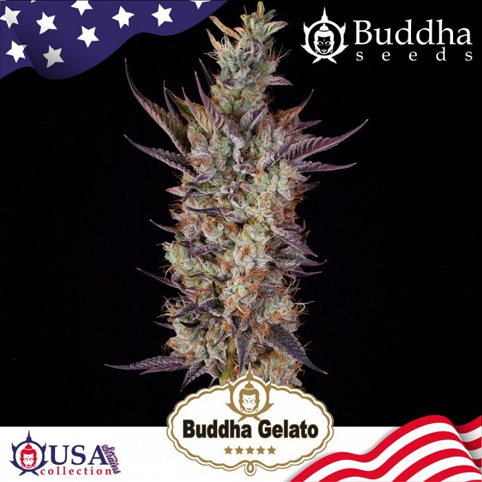 Buddha Gelato 1ks
