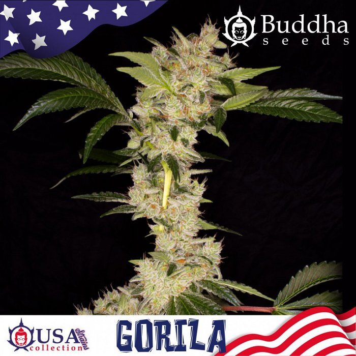 Buddha Gorilla 1ks