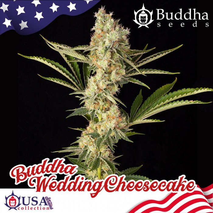 Buddha Wedding Cheesecake 1ks