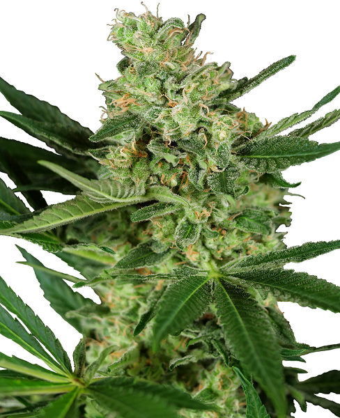 Sensi Research Pumpkin Spice 10ks