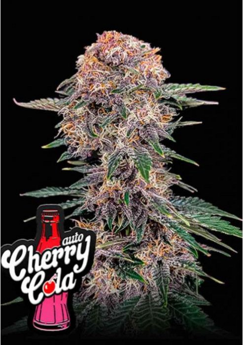 FB Cherry Cola Auto 1ks
