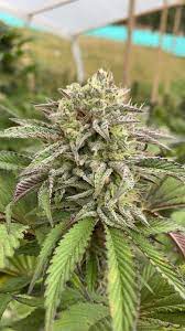 Kannabia Break-up Cake Auto 10ks