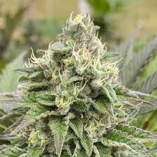 Kannabia Dream Sherbet Auto 5ks