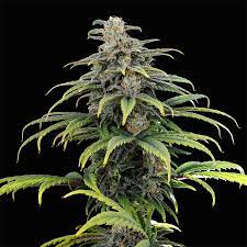 Kannabia Gorilla King Auto 10ks