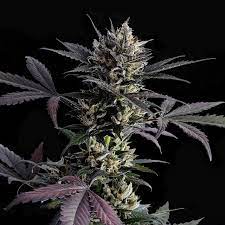 Kannabia Lemon Haze Auto 3ks