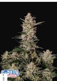 FB Strawberry Gorilla Auto 5ks