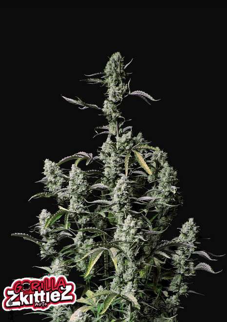 FB Gorilla Zkittlez Auto 3ks