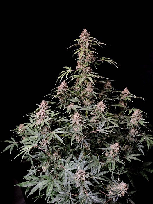 FB Amnesia Zkittlez Auto 1ks